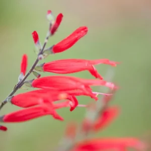 Perennial Salvia Plants - Live Pineapple Sage in 4 Inch Pot - 2 Plants