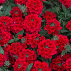 Red Perennial Verbena Plants - Live Flowering Plants Set of 4 for Garden & Containers