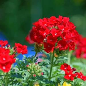 Red Perennial Verbena Plants - Live Flowering Plants Set of 4 for Garden & Containers