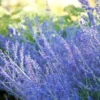 Perennial Salvia Plants Live - 4 Inch Pot, Sage Plants, Russian Sage