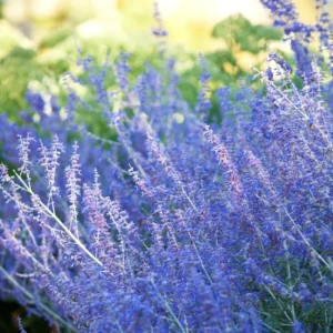 Perennial Salvia Plants Live - 4 Inch Pot, Sage Plants, Russian Sage