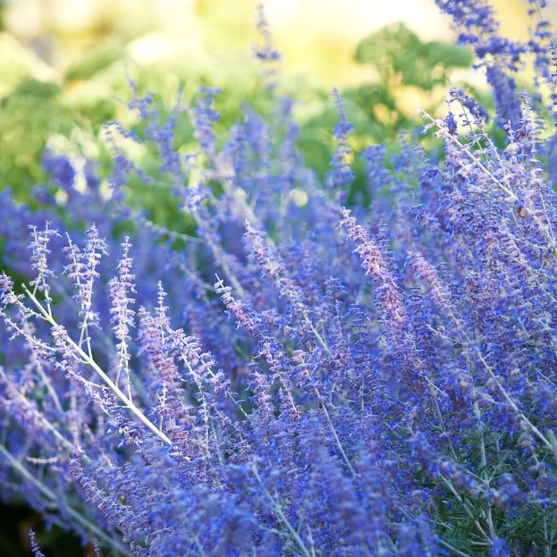 Perennial Salvia Plants Live - 4 Inch Pot, Sage Plants, Russian Sage