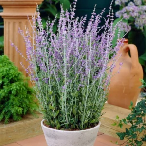 Perennial Salvia Plants Live - 4 Inch Pot, Sage Plants, Russian Sage