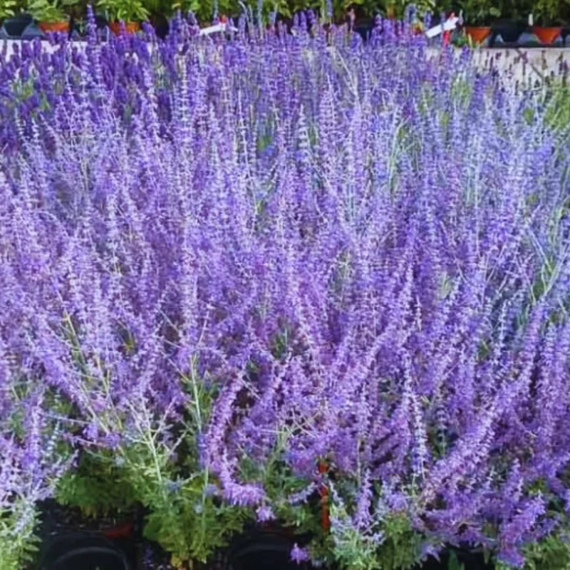 Perennial Salvia Plants Live - 4 Inch Pot, Sage Plants, Russian Sage