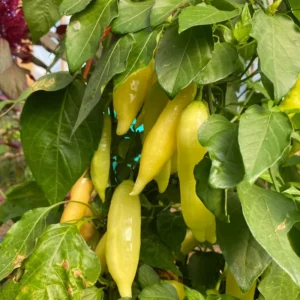 Rare Hot Peppers Plants - 80 Days Old Chili Seedlings - Set of 2