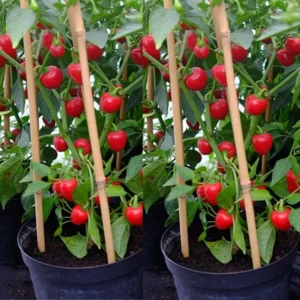 Rare Hot Peppers Plants - 80 Days Old Chili Seedlings - Set of 2