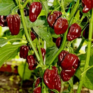 Rare Hot Peppers Plants - 80 Days Old Chili Seedlings - Set of 2