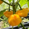 Hot Pepper Plants - Set of 4 Rare Chili Seedlings - 80 Days Old Pepper Plants