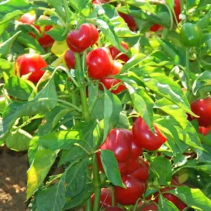 Rare Hot Pepper Seedlings Chili Plants - Combo 4 Peppers Plants