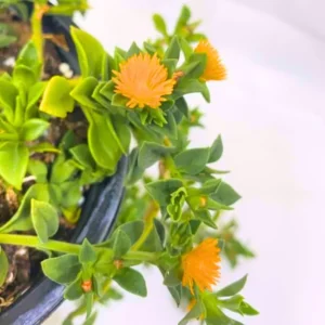 Ice Aptenia Plant Clump Starter - 4 Inch Pots - Set of 2 - Succulent Groundcover