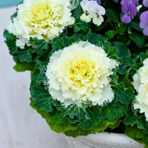 Ornamental Cabbage Plants 4 Inch Pot, Garden Color