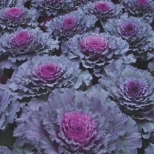 Ornamental Cabbage Plants 4 Inch Pot, Garden Color