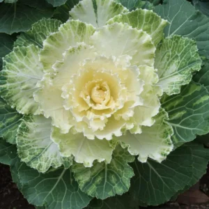 Ornamental Cabbage Plants 4-Inch Pots - Landscaping Décor Hardy