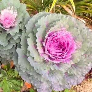 Ornamental Cabbage Plants 4-Inch Pots - Landscaping Décor Hardy