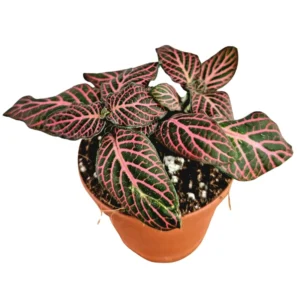 Fittonia Nerve Plant - 4 Live Fittonia Albivenis Plants - Indoor Terrarium Houseplant