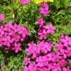 Pink Moss Creeping Phlox Plants - 4 Inch Potted Ground Cover Perennial - Set of 4