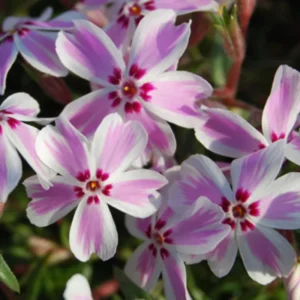 Phlox Plants Live Set - 4 Inch Pot - Summer Planting Perennial