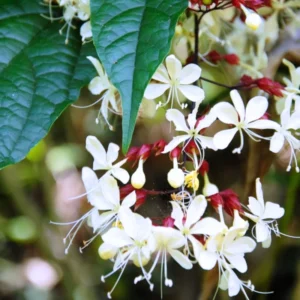 Clerodendrum Wallichii Vine Live Plant - 10-15 Inch Fast Growing Vine