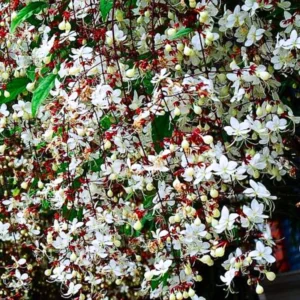 Clerodendrum Wallichii Vine Live Plant - 10-15 Inch Fast Growing Vine