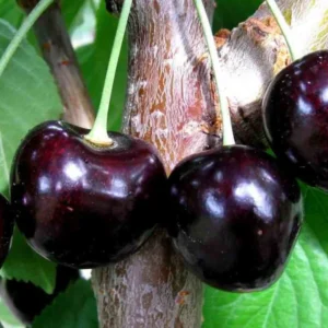 Black Cherry Tree Live Plant - 6-8 Inch Cherry Fruit Tree - 4 inch Pot