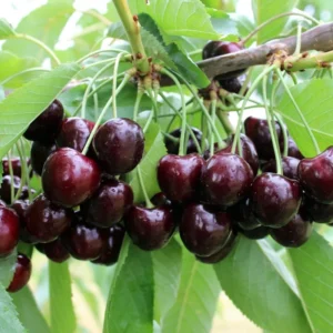 Black Cherry Tree Live Plant - 6-8 Inch Cherry Fruit Tree - 4 inch Pot