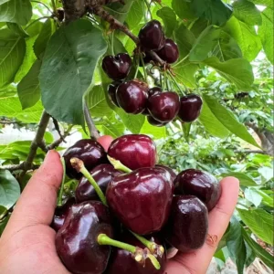 Black Cherry Tree Live Plant - 6-8 Inch Cherry Fruit Tree - 4 inch Pot