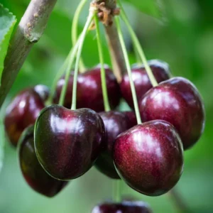 Black Cherry Tree Live Plant - 6-8 Inch Cherry Fruit Tree - 4 inch Pot