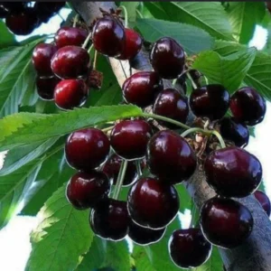 Black Cherry Tree Live Plant Seedling 6-8" Home Garden Orchard