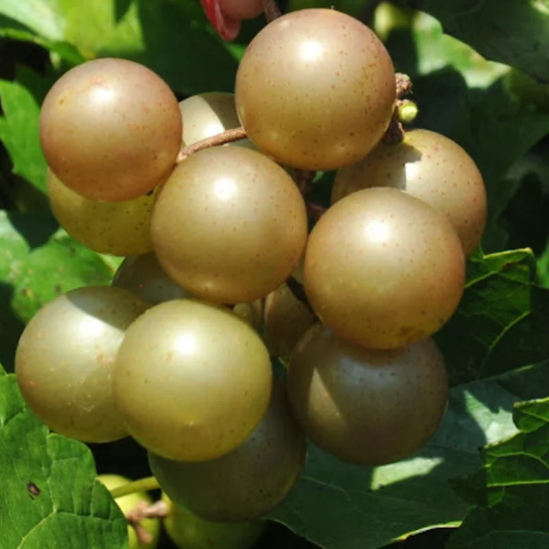 Muscadine Grape Plant Live - Hardy Vine - 4 Inch Pot - Home Garden