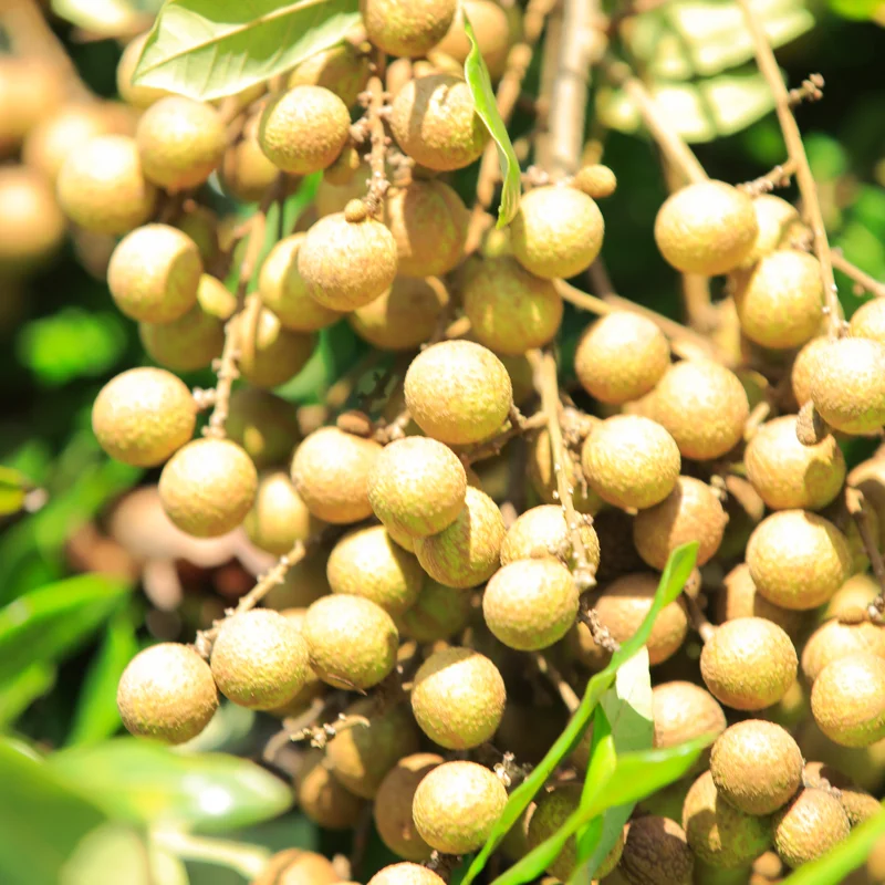 Longan Fruit Tree Live Plant - 8-12 Inch Tall Longan Plant