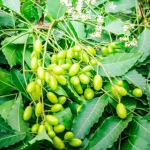 Neem Plant - Live Tree in Half Gallon Pot - Fast Growing