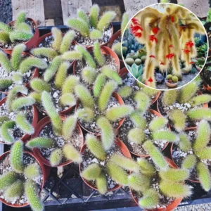 Monkey Tail Cactus Plant Live - 6-8 Inch Rare Succulent Bareroot