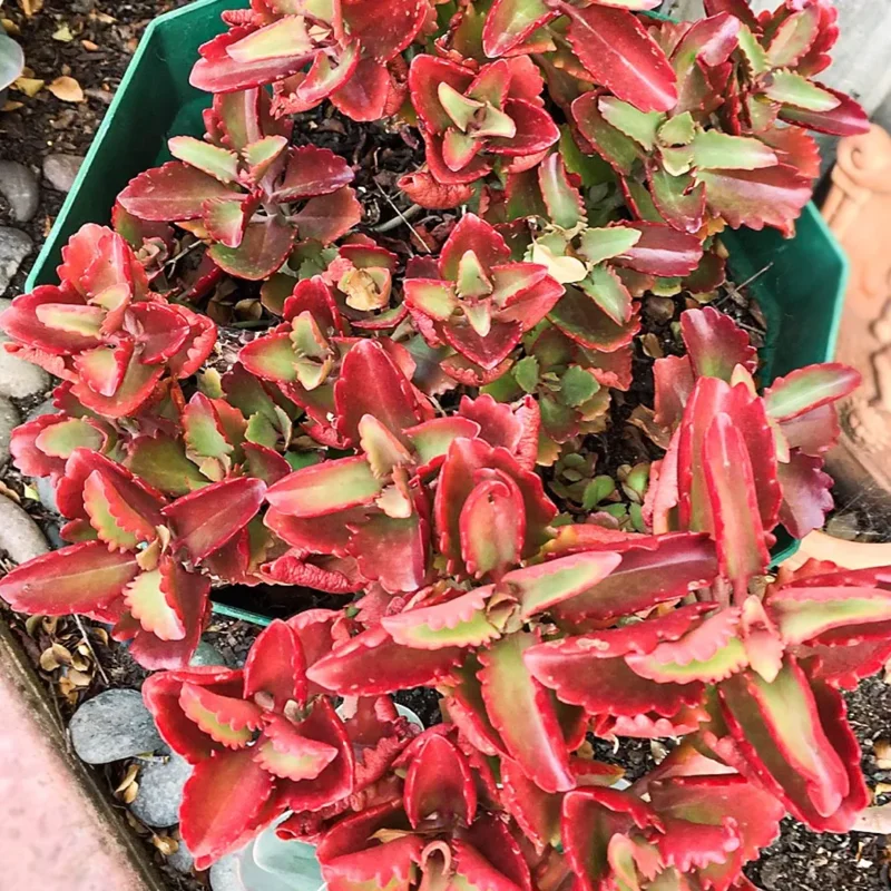 Red Kalanchoe Plant Live Succulent 2 Inch Pot Flowering Indoor Outdoor
