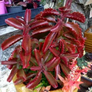 Red Kalanchoe Plant Live Succulent 2 Inch Pot Flowering Indoor Outdoor