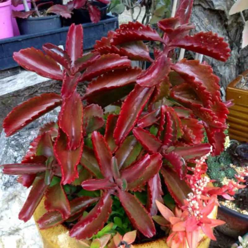 Red Kalanchoe Plant Live Succulent 2 Inch Pot Flowering Indoor Outdoor