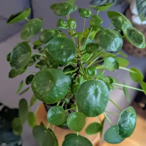 Pilea Peperomioides Plant - Indoor Money Tree - 2.5 Inch Pot Live Plant