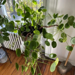 Pilea Peperomioides Plant - Indoor Money Tree - 2.5 Inch Pot Live Plant