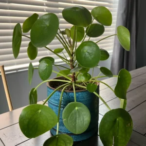 Pilea Peperomioides Plant - Indoor Money Tree - 2.5 Inch Pot Live Plant