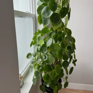 Pilea Peperomioides Plant - Live Indoor Money Tree - 2.5 Inch Pot