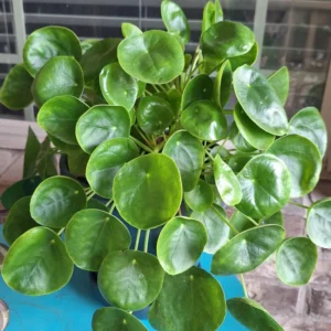 Pilea Peperomioides Plant - Live Indoor Money Tree - 2.5 Inch Pot