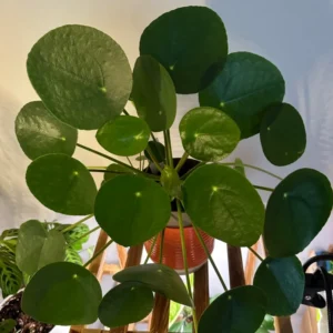 Pilea Peperomioides Plant - Live Indoor Money Tree - 2.5 Inch Pot