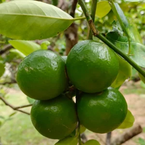 Spaghetti Squash Plant - 4 Inch Starter Plant for Outdoor Planting