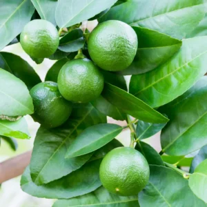 Key Lime Tree Plant - Live Key Lime Bush - 1 ft Tall - 5 Inch Pot