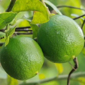 Key Lime Tree Plant - Live Key Lime Bush - 1 ft Tall - 5 Inch Pot