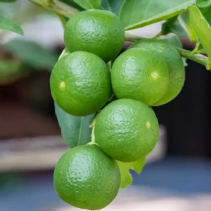 Key Lime Tree Plant - Live Key Lime Bush - 1 ft Tall - 5 Inch Pot