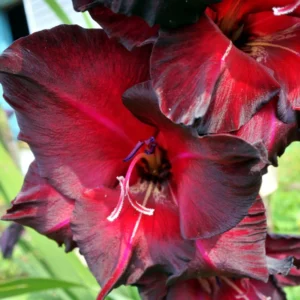 Gladiolus Flower Bulbs - 10 Large Spring Planting Hardy Bulbs