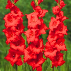 Gladiolus Flower Bulbs - 10 Large Spring Planting Hardy Bulbs
