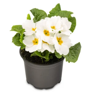 Primrose Plant Live - 4 Inch Primula Perennial Flower Pot