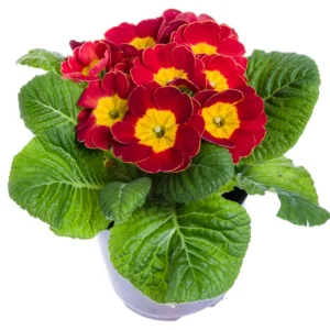 Primrose Plant Live - 4 Inch Primula Perennial Flower Pot