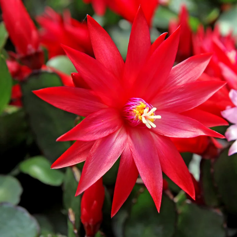 Easter Cactus Plant Live - Spring Cactus Indoor 4 Inch Pot - Ornamental House Plant